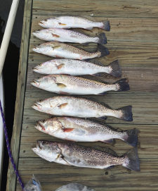 trout limit caught fishing in mosquito lagoon