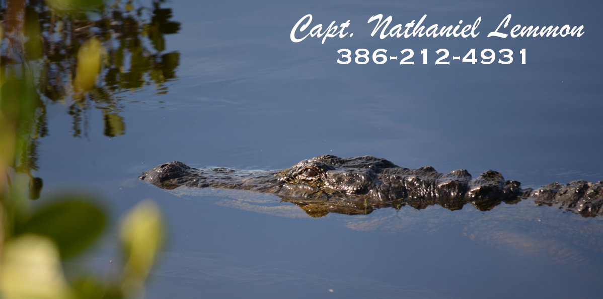 alligator photo from mosquito lagoon