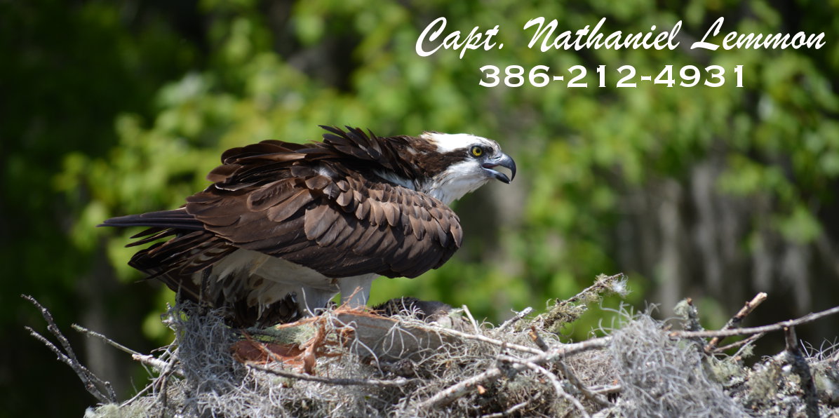 nesting osprey river florida