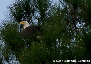 eagle in New Smyrna Beach